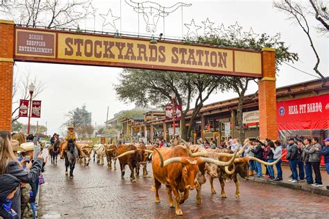 The stockyard - The Fort Worth Herd presents Stockyard visitors with a glimpse into Fort Worth’s rich Western heritage with our twice-daily cattle drives. In preserving its heritage as Cowtown, the City of Fort Worth has its own herd of Texas Longhorns – one for each decade of Fort Worth’s 170-year history. Every day at 11:30AM and 4PM (weather ...